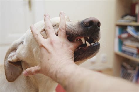 o que fazer quando um cachorro morde